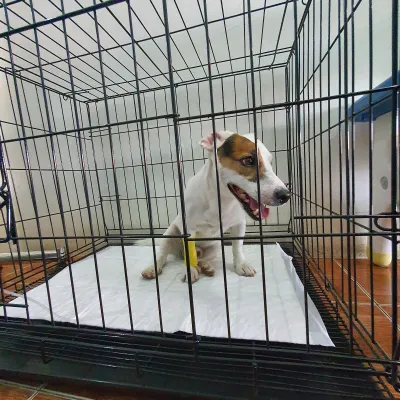 Vet-Pro Veterinary Clinic