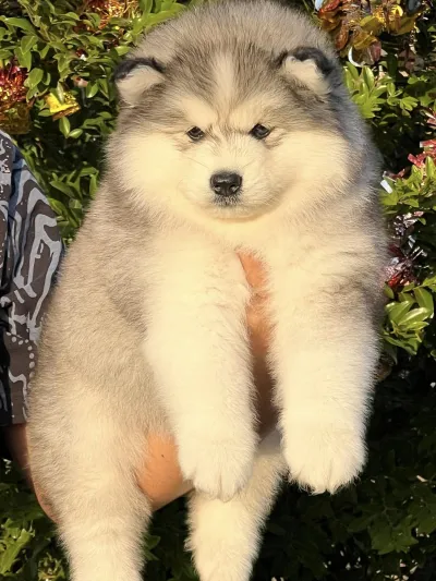 Siberian husky thailand