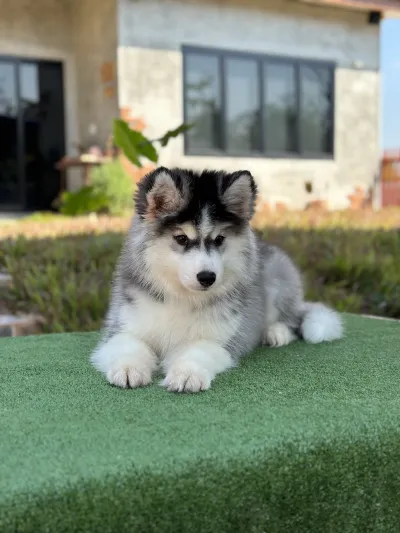 NJ HUSKY STYLE at