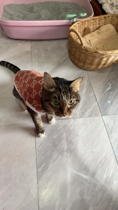 Panthepkar Veterinarian