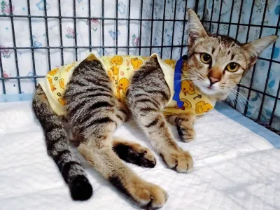 Rak Lert Animal Hospital