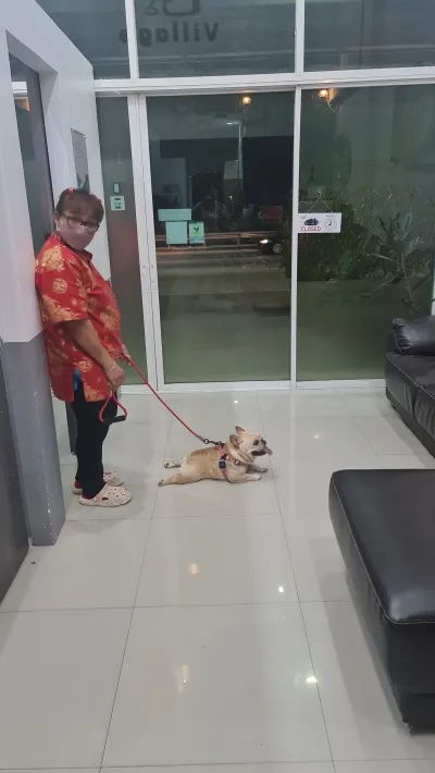 Village Animal Hospital - Chaeng Wattana