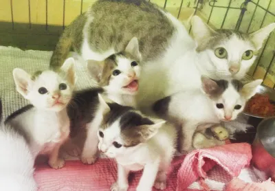 Animal Hospital has you