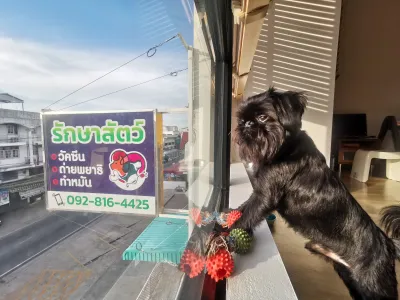 Veterinarian