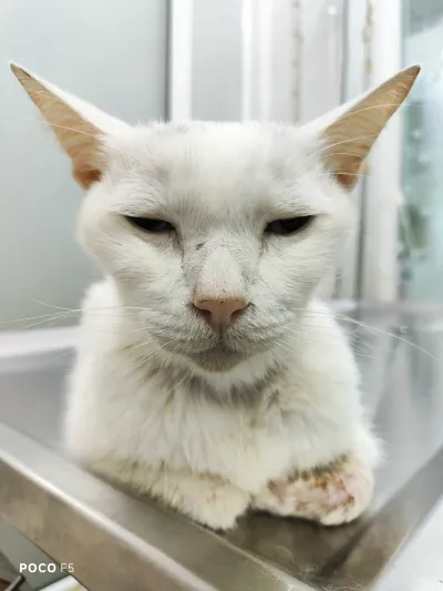 Veterinarian Muang Non