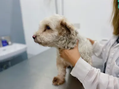 Foster Animal Clinic