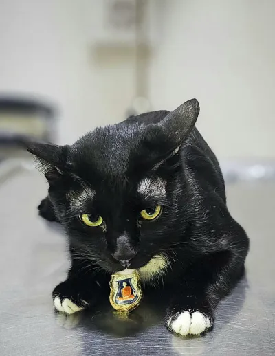Phibun Warwar Veterinarian
