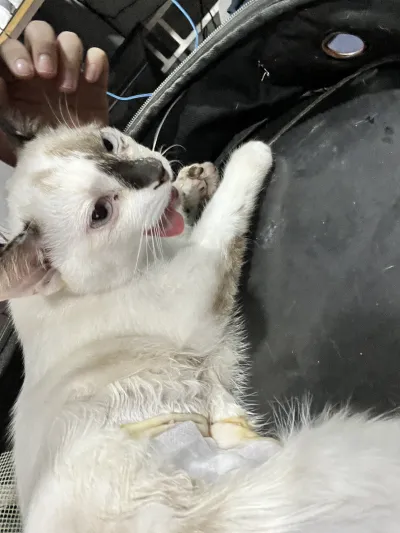Pisit Animal Treatment
