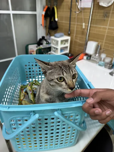 Bang Mae Nang Animal Clinic