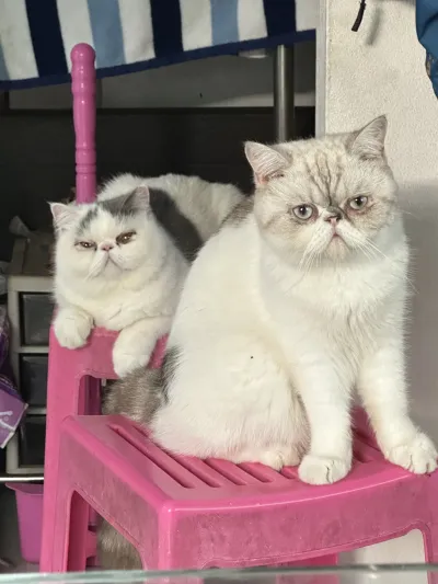 Sukjai Veterinary Clinic