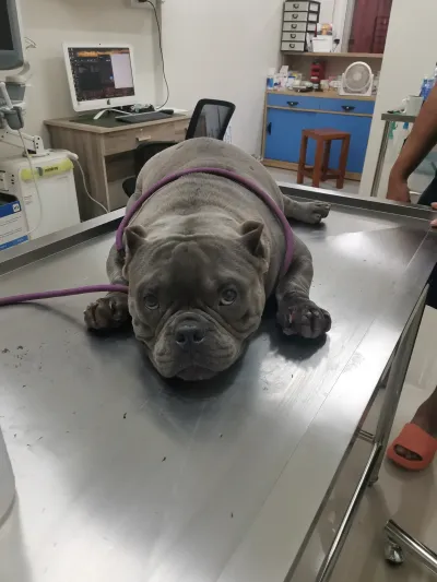 Aloha Animal Clinic