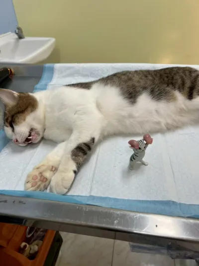 AM VET PETCLINIC
