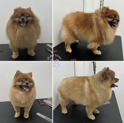 JS Pet Clinic