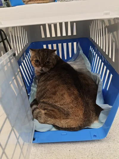 Kaew-in animal hospital