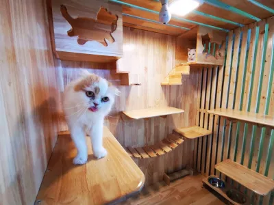 LPD Cat Hotel