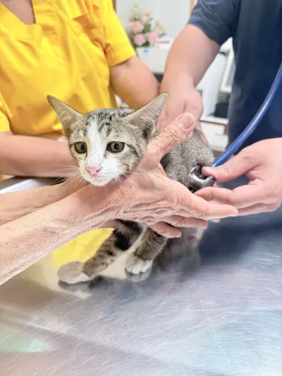 Sayan Veterinary
