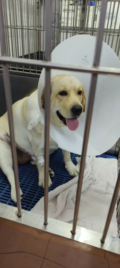 Siam Pet Animal Hospital