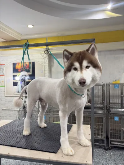 Top Dog Grooming & Homestay