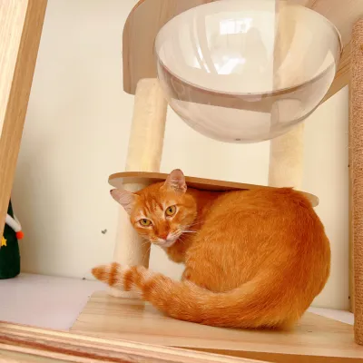 Dog bathing, cat bathing Phuket Dog and Cat House Branch 2