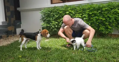 Phuket Dog Training and Boarding