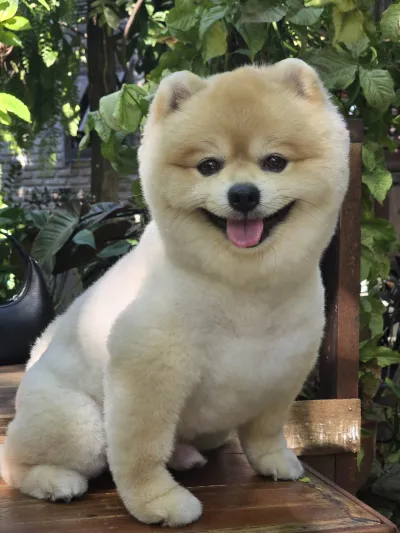 D-Dog Grooming & Homestay Hua Hin
