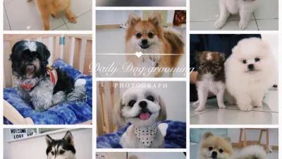 Daily Dog Grooming & Homestay