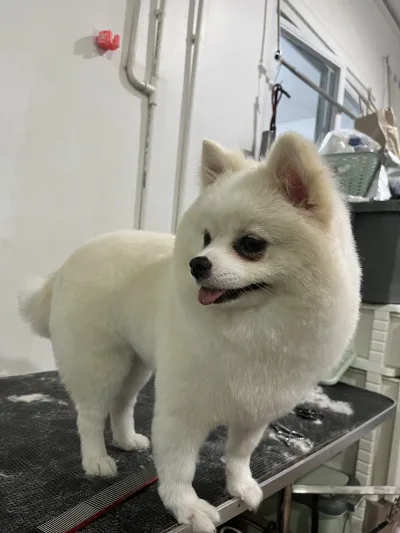 House groomers HuaHin