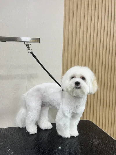 Nice Pets Grooming