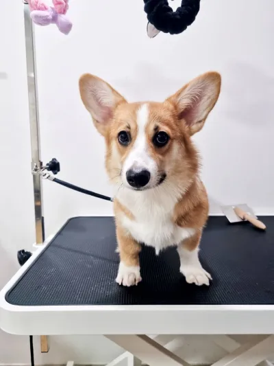 Yuzu Dog Grooming (English Speaking Groomer) Not Accept Walk In