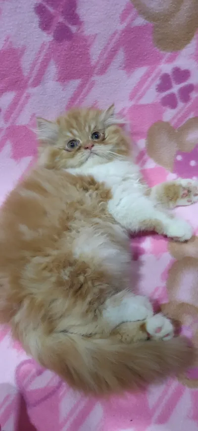Homepetshop