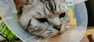 Noen Phra Animal Treatment Clinic