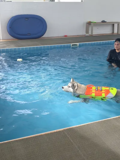 Fluffy Space - Dog pool and playground