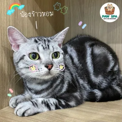 Paw Spa