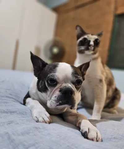 Peneak Veterinary Clinic