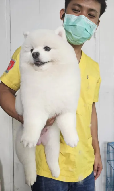 Lerthip Veterinary Animal Hospital, Bang Bo, Samut Prakan