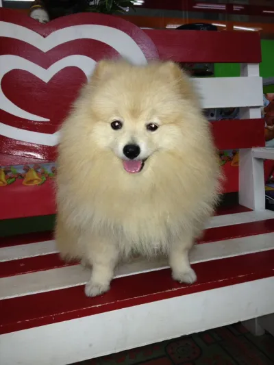 Lat Wai Clinic Animal Treatment