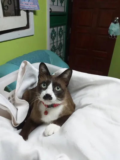Veterinarian Varocha
