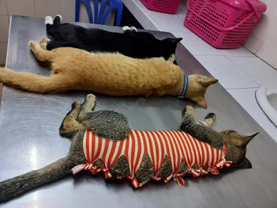 Veterinary Clinic