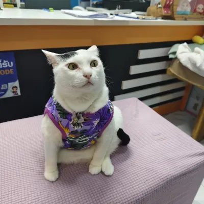 Dr. Kede Animal Clinic
