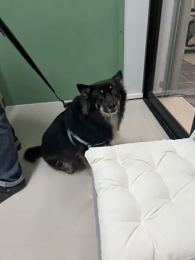 Pet Variety Animal Hospital