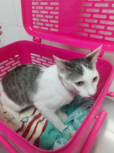 Bang Phli Animal Hospital