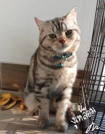 Animal Clinic Bang Chalong Bang Phli, Samut Prakan