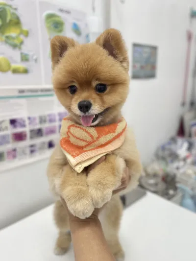 3Vet Pet Hospital