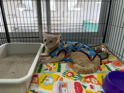 buddy pet clinic