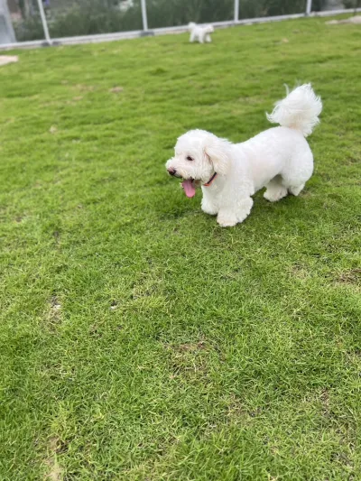 DOG CAMP