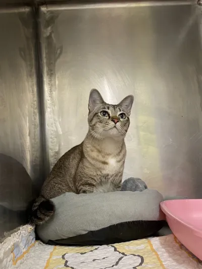Pawtier Animal Hospital