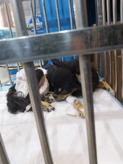Pet Playground The veterinary center