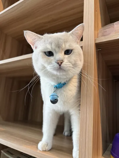 Pet Zone Animal Hospital Branch 2