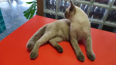 Watching the vision of animal healing