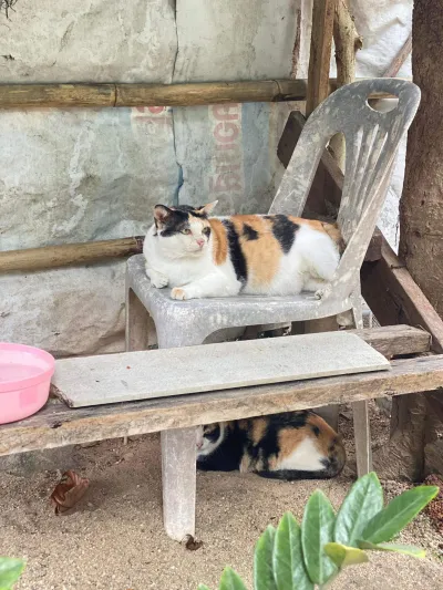 Ban Nai Animal Hospital, Kanchanadit District, Surat Thani